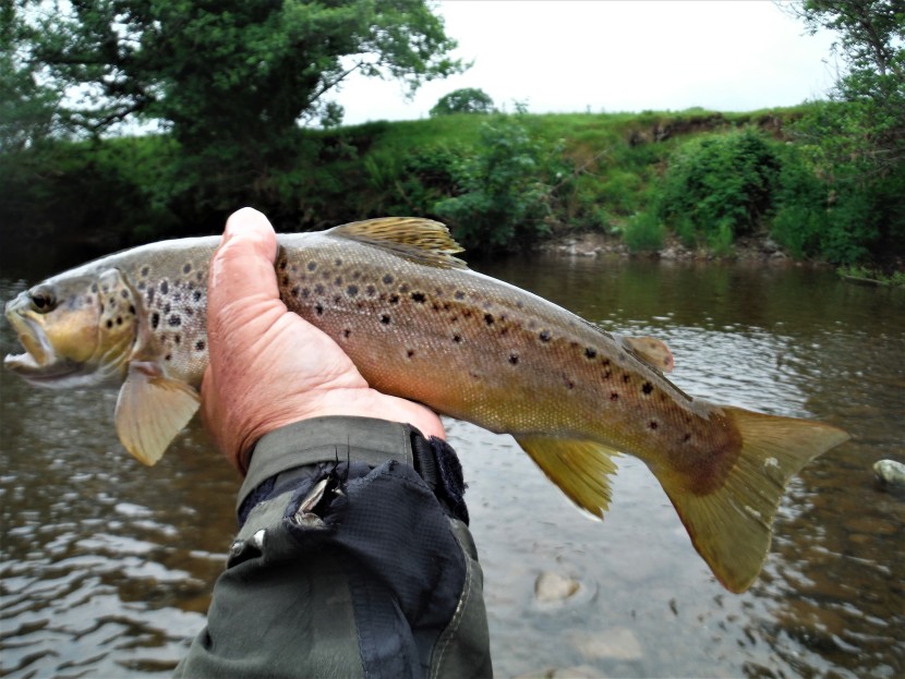 Abercynrig trout on spiders